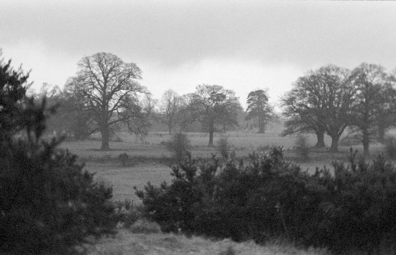 lLudgroveTrees1970/jpg       