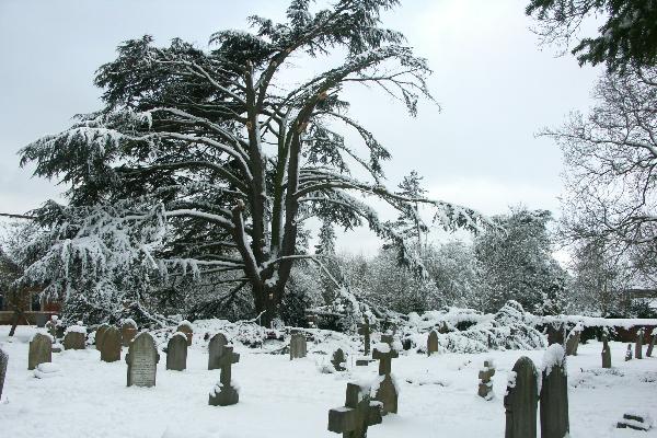 Damage to the cedar tree