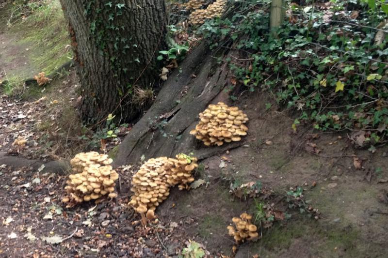 FungusBankSep20/jpg      