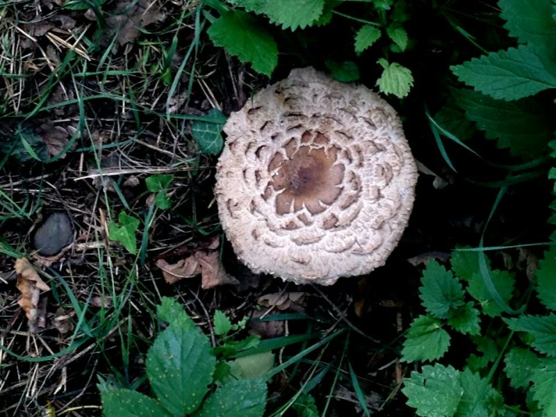 lFungusAug19b/jpg         