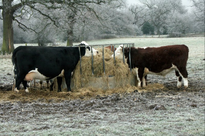 CowsFeedFrost/jpg          