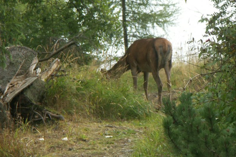 l129SrbskePlesoDeer/jpg